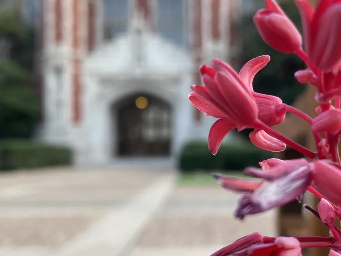 Photo of south entrance to Bizzell Memorial Library. Red flowers are visible in foreground.