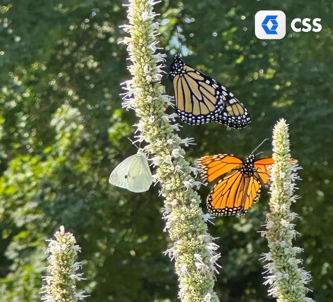 Several butterflies on small white flowers