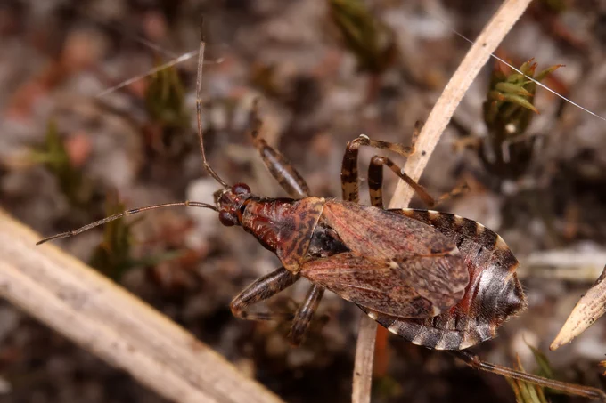 Himacerus mirmicoides