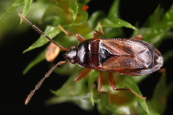 Lamproplax picea