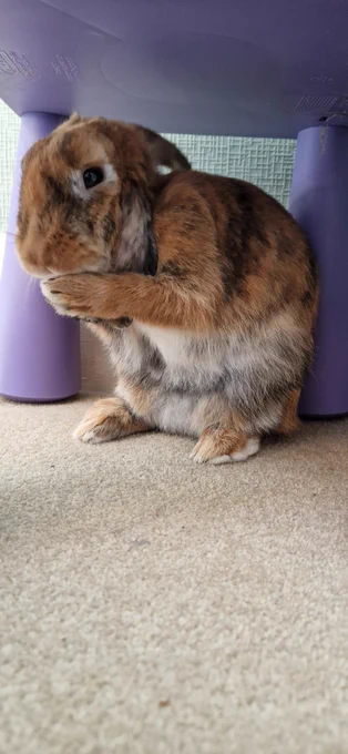 A gingery brown rabbit with black stripes is under a purple plastic stool. She is on her back legs washing her ears so her tummy is exposed. There are no bald patches