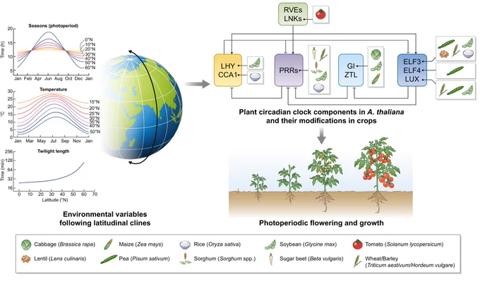 The plant circadian clock played a role in the latitudinal adaptation of major crops. 