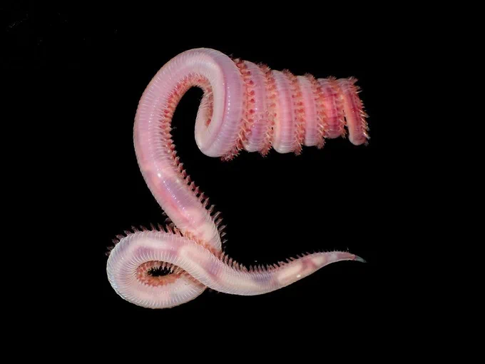 A pale pink worm with segments coils around itself. It has little bristle-like appendages all along its body.