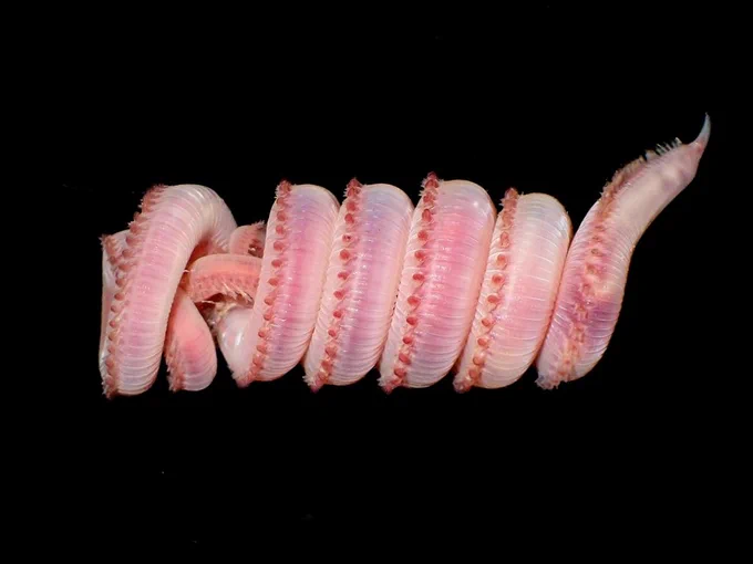A pale pink worm with segments coils around itself. It has little bristle-like appendages all along its body.