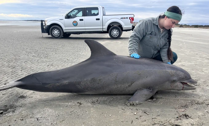 Woman kneels on a beach next to a stranded, deceased dolphin