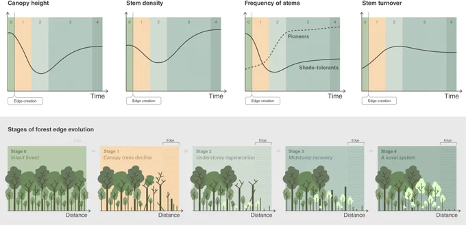 Graphical illustration of the four key stages of edge evolution following edge creation relative to initial starting conditions in an intact tropical rainforest. 