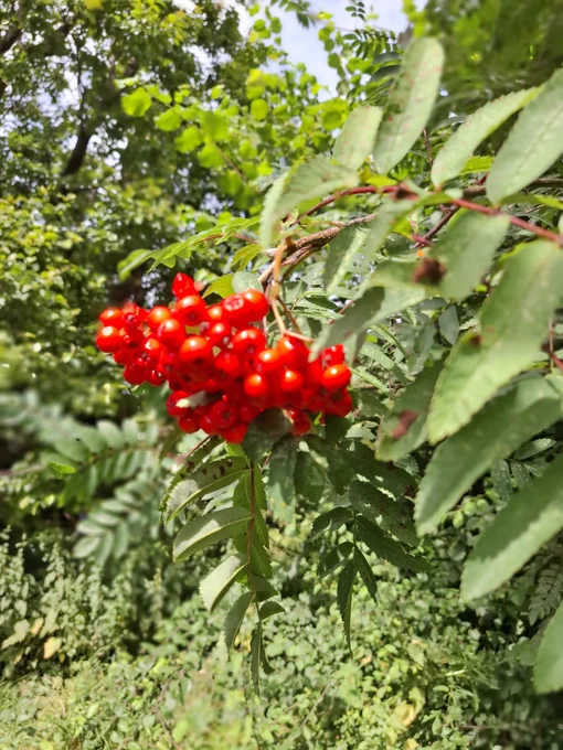 Red berries