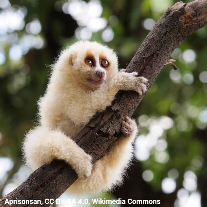 A photo of a slow loris clinging to a tree branch. The animal has a round face, fluffy fur,and large brown eyes. It is pale, nearly white in color.