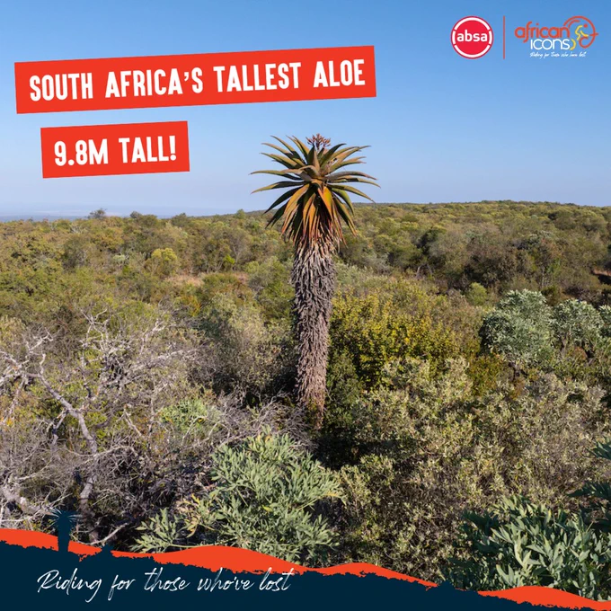 Absa African Icons 2025: South Africa's Tallest Aloe at Summerplace