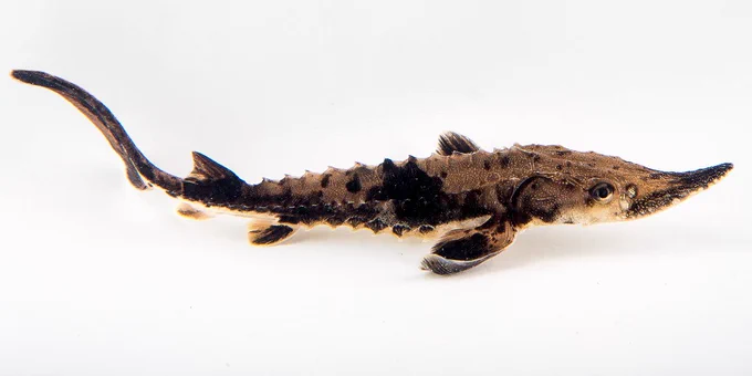 a brown mottled fish with a long tail and spikey scales. 