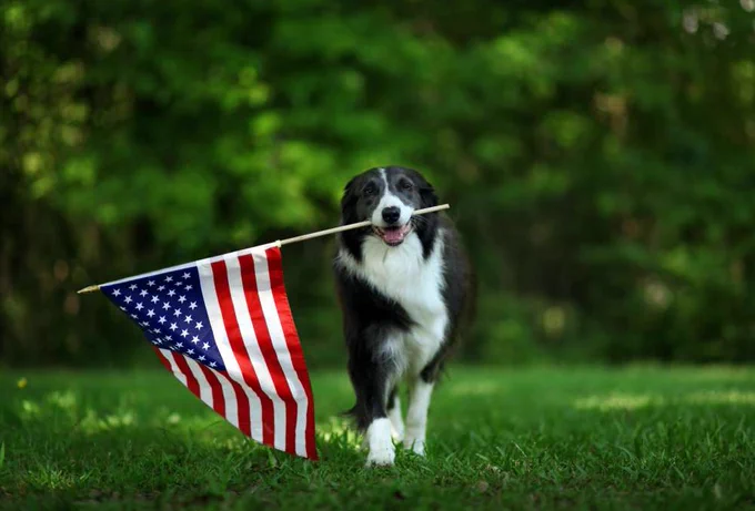 Picture of a border collie carrying an American flag.
