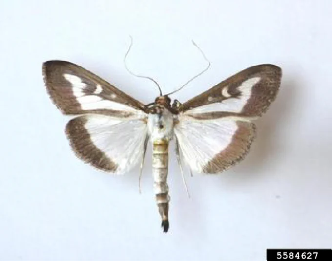  As we continue sharing the most wanted invasive insects for Tree Check Month, let’s look at something we each could find in our landscapes; the box tree moth, Cydalima perspectalis. Boxwoods (Buxus spp.) are a favorite of both landscapers and homeowners; and unfortunately, this invasive pest is spreading throughout the U.S. on infested nursery plants. To date, we have not identified this pest within Indiana, but it has recently been identified as close as Ohio.
The caterpillars are ravenous feeders and will cause significant damage to ornamental boxwoods when present. Heavy feeding will result in defoliation and skeletonized leaves. Often, webbing is found with young caterpillars hidden in the twigs and leaves. Adults are white moths with a brown border along their wings. They can be difficult to spot and are mostly active only after dusk.
