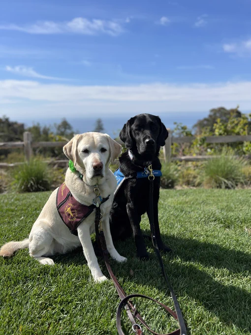 Two service dogs, one yellow and one black, sitting on grass with a scenic view of the ocean and clear sky in the background.