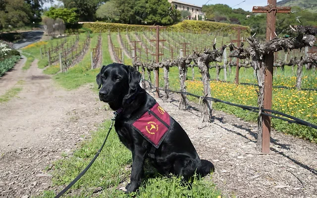 A service dog wearing a red vest sits on a path next to a vineyard with budding vines and scattered yellow flowers, with a building in the background.