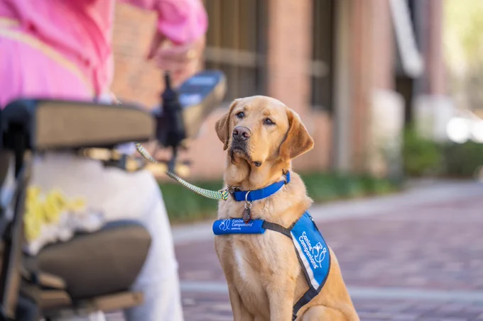 A service dog wearing a blue "Canine Companions" sitting in front of a person in a wheelchair.