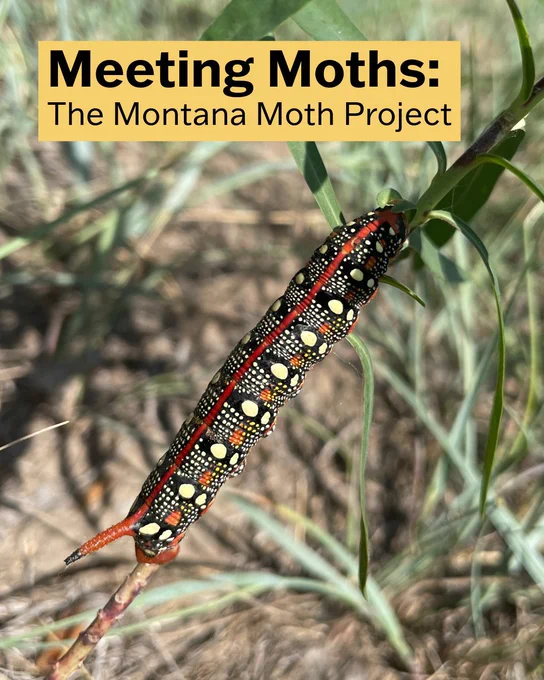 Leafy spurge hawk moth caterpillar. The text says, "Meeting Moths: The Montana Moth Project."