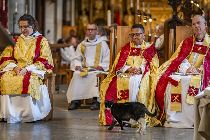 Clergy in ornate red and white vestments seated during a church ceremony, with one black cat walking past them on the floor.