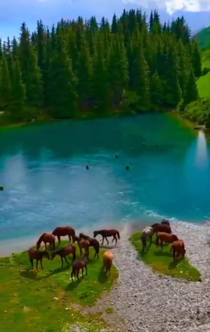 Vibrant turquoise lake with horses grazing on grassy shore and pine forest backdrop.