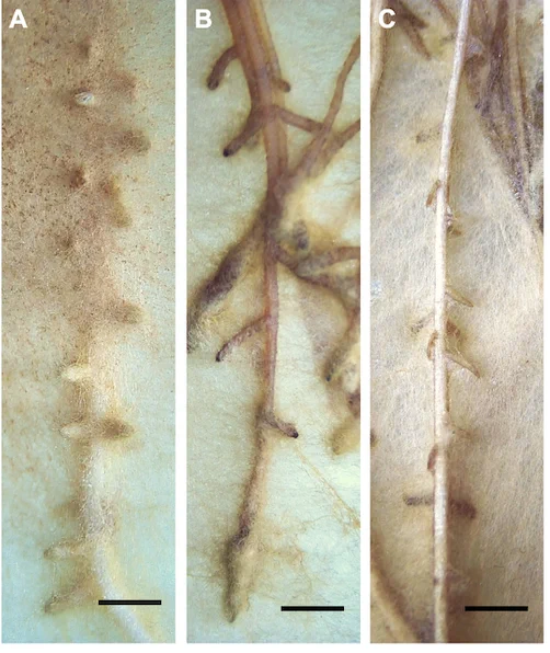 Eucalyptus roots in contact with Pisolithus
