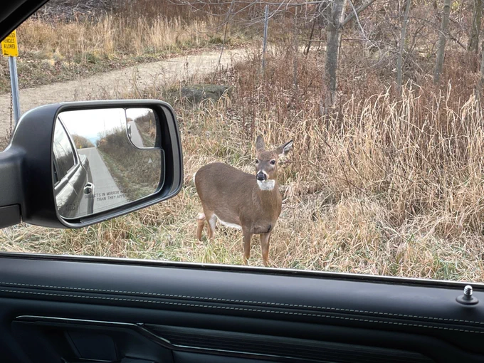 Deer standing in the ditch line along the side of the road