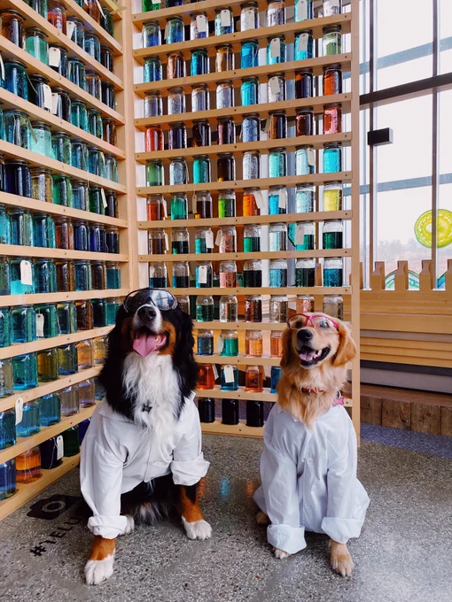 Two dogs dressed in science gear 