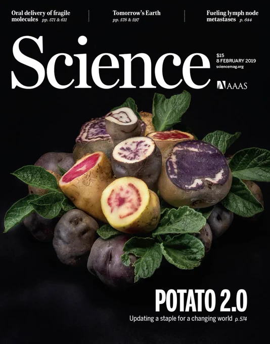 For thousands of years, Andean farmers have cultivated colorful landraces of domesticated potatoes, such as lioness, tunica, and tarmeña shown in this arrangement.