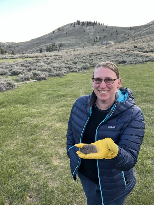 A woman in a puffy jacket standing in a grassy meadow holding a brown rodent in her yellow-gloved hand