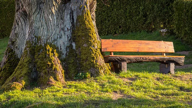 Large tree trunk covered in moss beside a wooden bench on sunlit grass in a peaceful park setting.