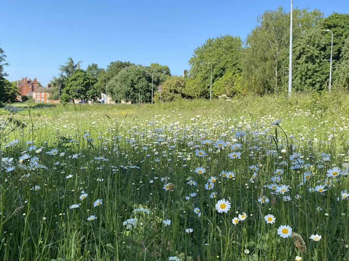 Followed by Oxeye Daisy
