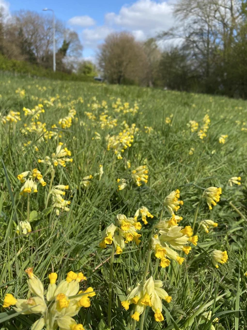 Cowslips in the earliest days of Spring