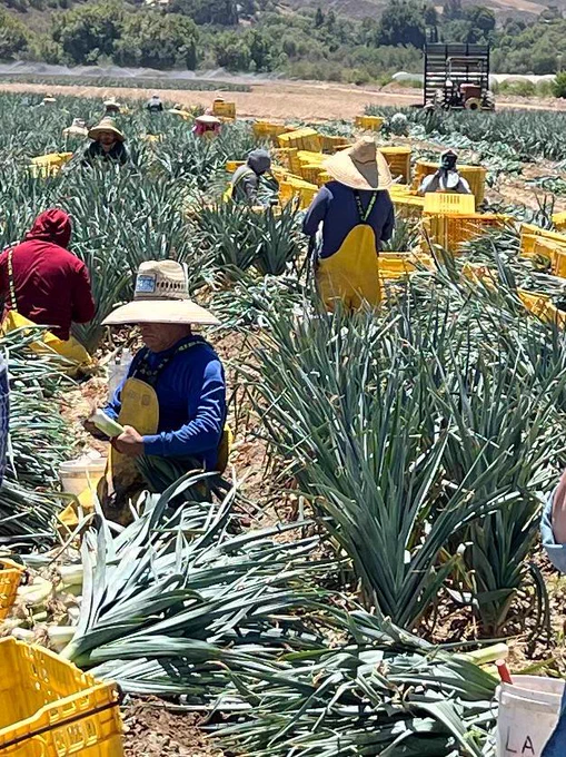 Farm workers on their knees harvesting leeks