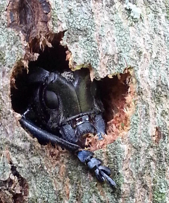 Asian longhorned beetle
