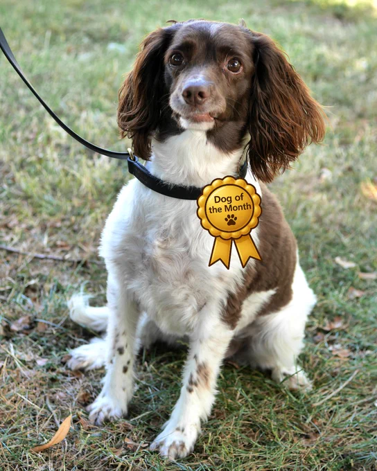 An elderly female brown and white cocker spaniel sits on grass looking at the camera. She has a black lead and collar and a cartoon rosette with 'Dog of the Month' is attached to her collar