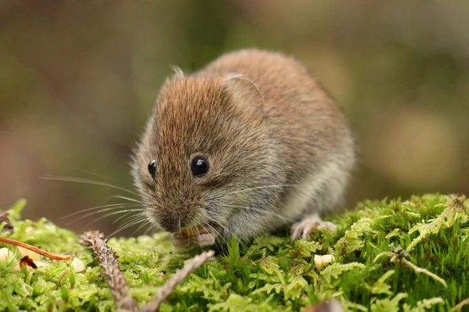 Photograph of a bank vole (Clethrionomys glareolus) on a moss-covered surface, holding a food item to its mouth with its front paws. Credit: Hanna Knutsson (CC BY-NC-ND 2.0)