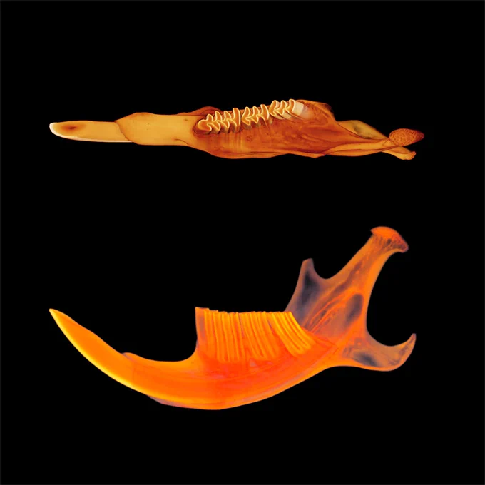 MicroCT-scan of a bank vole (Clethrionomys glareolus) lower jaw seen in dorsal (top) and lateral view (bottom) showing the animal’s tall, highly complex lower molars. The 3D renders of the jaw are orange-tinted over a black background. Credit: © Élodie Renvoisé, Fabien Lafuma, University of Helsinki