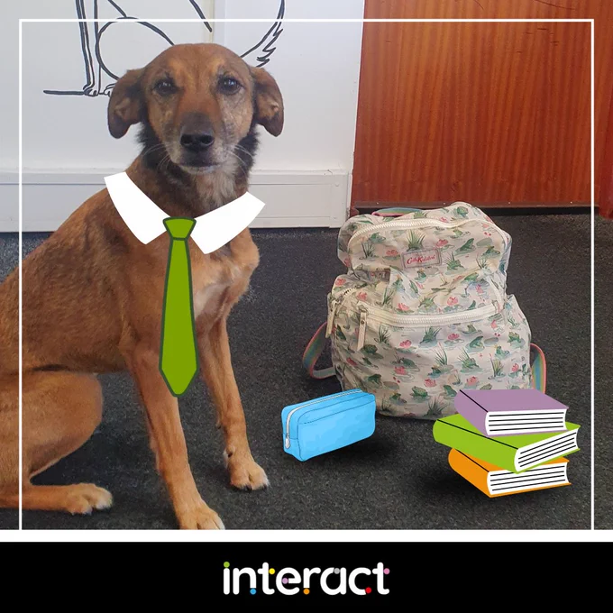 Debbie the dog with back-to-school items such as backpack, pencil case and books 