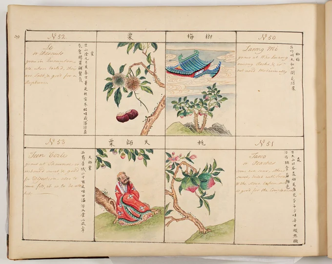 A Chinese manuscript showing watercolour illustrations of plants.
