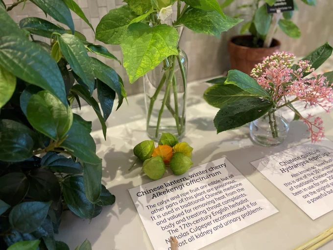 A display of ESEA plants including Chinese lanterns and Chinese quince.