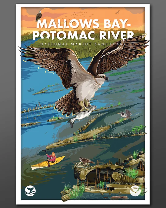 Illustration of an osprey carrying a striped bass, flying over shipwrecks with grass and trees growing out of them in a river. There is a bald eagle sitting on the words Mallows Bay-Potomac River National Marine Sanctuary. Kayakers, a fisherman, and two people in a canoe are among the wrecks. A beaver swims in the foreground in front of an osprey standing on a nest on top of a shipwreck. 