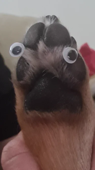 Our dog's back foot, with a Googly eye each side, making it look like some kind of weird scary emu face!