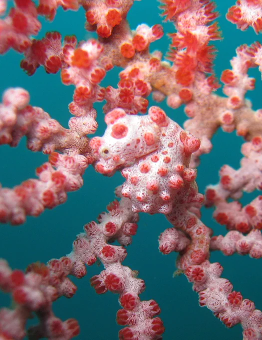 Two pygmy seahorses (Hippocampus bargibanti) blend seamlessly into the branches of their gorgonian coral host to which they cling with their prehensile tails. 

CREDIT: South China Sea Institute of Oceanology, Chinese Academy of Sciences