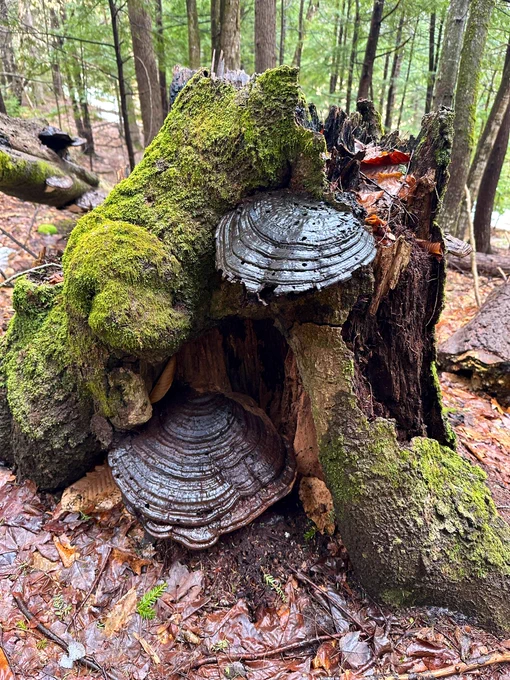 Old fungi on a mossy stump