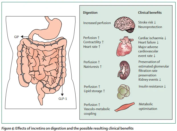 Effects of incretins on digestion and the possibe resulting clinical benefits in the brain, heart, kidneys, adipose tissue, and muscles. GIP=glucose-dependent insulinotropic peptide. GLP-1=glucagon-like peptide-1.