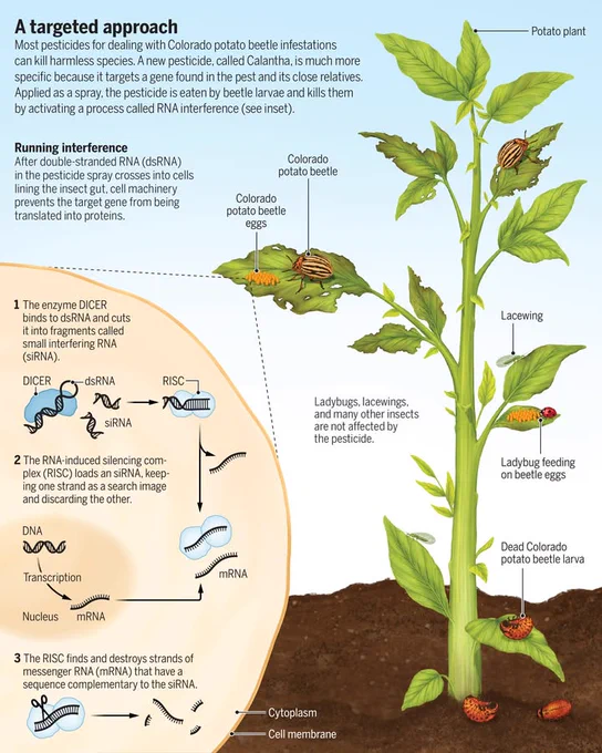 Most pesticides for dealing with Colorado potatobeetle infestations can kill harmless species. A newpesticide, called Calantha, is much more specific because ittargets a gene found in the pest and its close relatives. Appliedas a spray, the pesticide is eaten by beetle larvae and kills them byactivating a process called RNA interference.