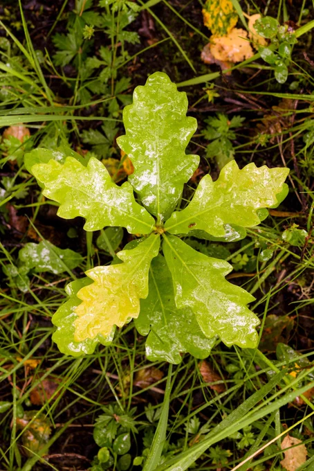 An oak sapling viewed looking down onto the leaves