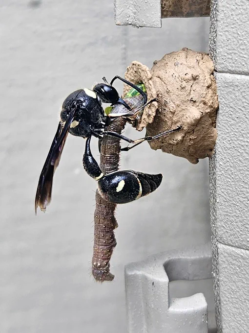 A very close up view of an adult wasp stuffing a large caterpillar into a mud pot.