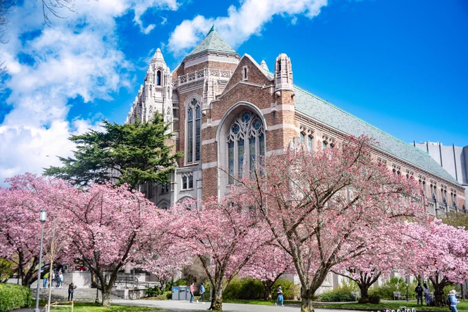 The University of Washington campus with cherry trees in bloom in the foreground