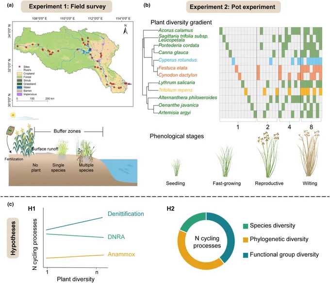 Graphical illustration of the framework and hypotheses of this study. 