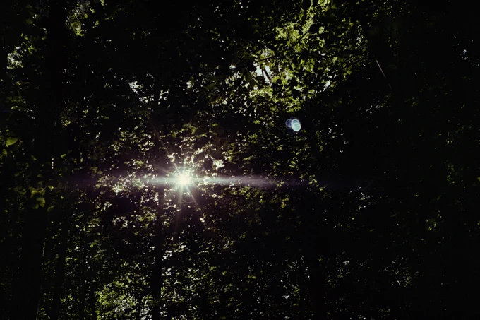 Dense forest with the sun shining through a gap in the leaves. The lens flare looks like the flare from an anamorphic lens, even though it isn't.
