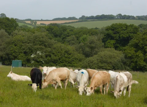 A herd of cattle graze in a grassland field. 
